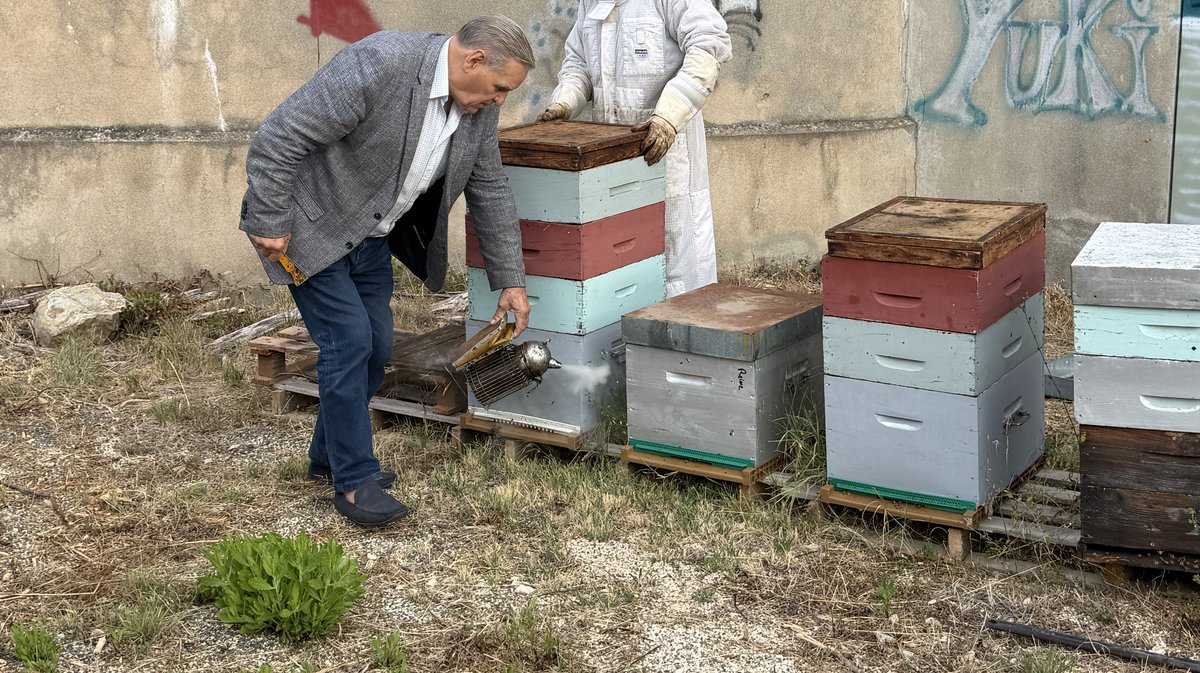 abeille Miel Alès