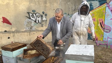 Récolte Abeille
