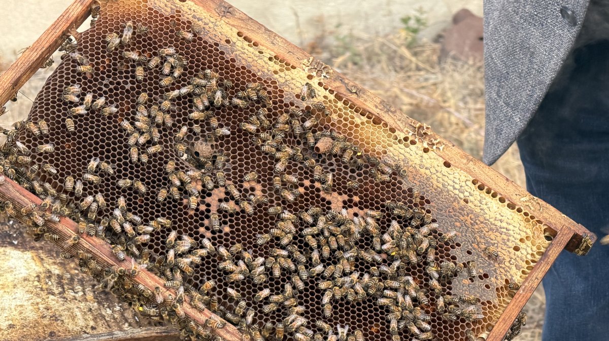 Miel abeille alès