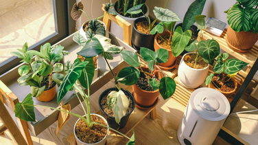 Plantes Addict