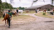 Journées du Cheval