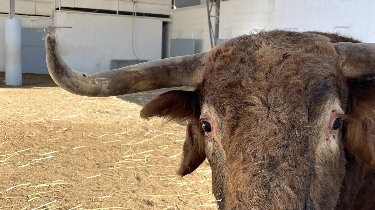 Présentation des toros de la feria des Vendanges 2026 (Photo Anthony Maurin