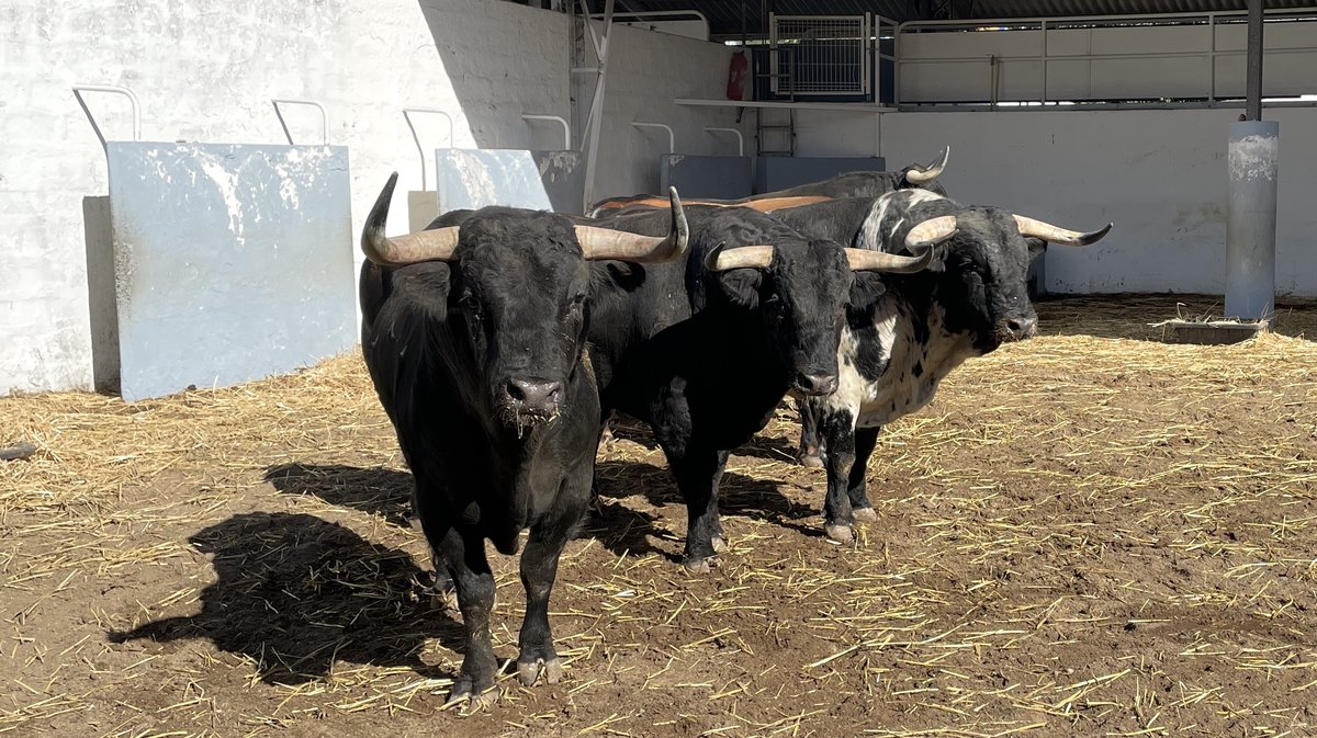 Présentation des toros de la feria des Vendanges 2026 (Photo Anthony Maurin