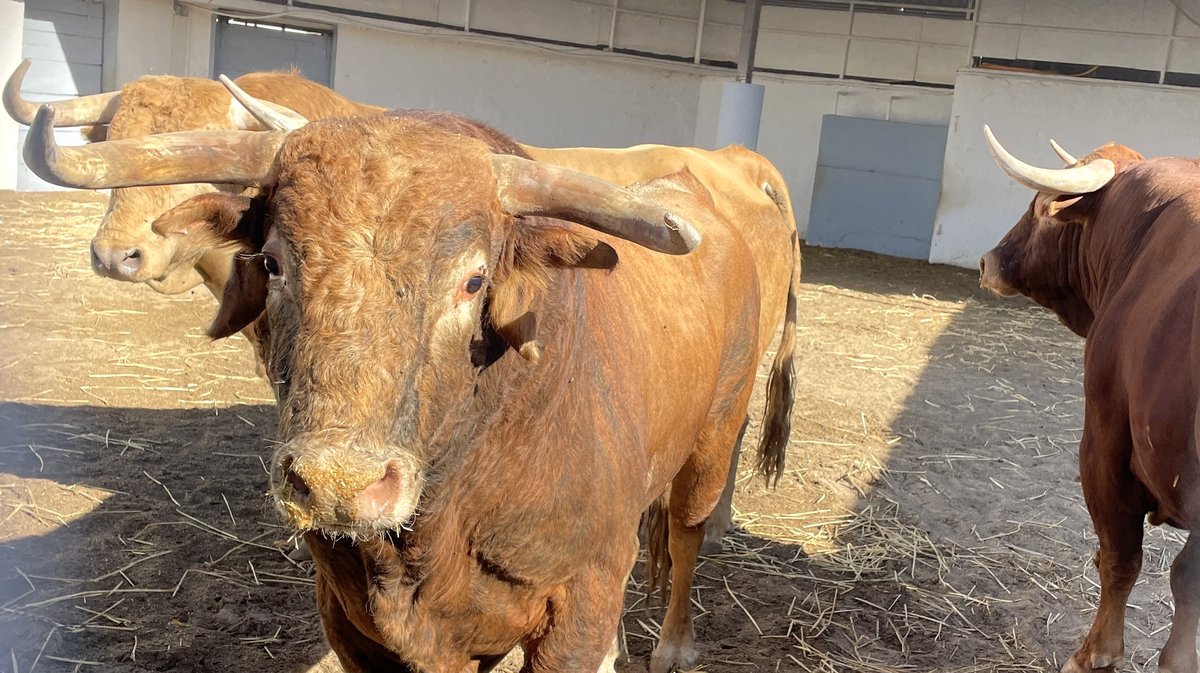 Présentation des toros de la feria des Vendanges 2026 (Photo Anthony Maurin