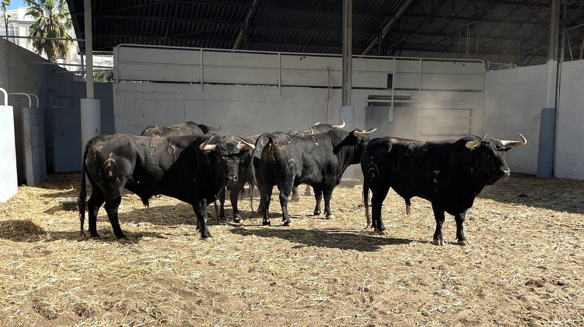 Présentation des toros de la feria des Vendanges 2026 (Photo Anthony Maurin)