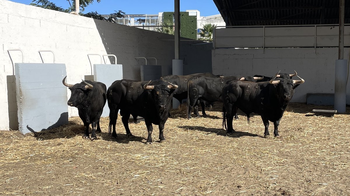 Présentation des toros de la feria des Vendanges 2026 (Photo Anthony Maurin)
