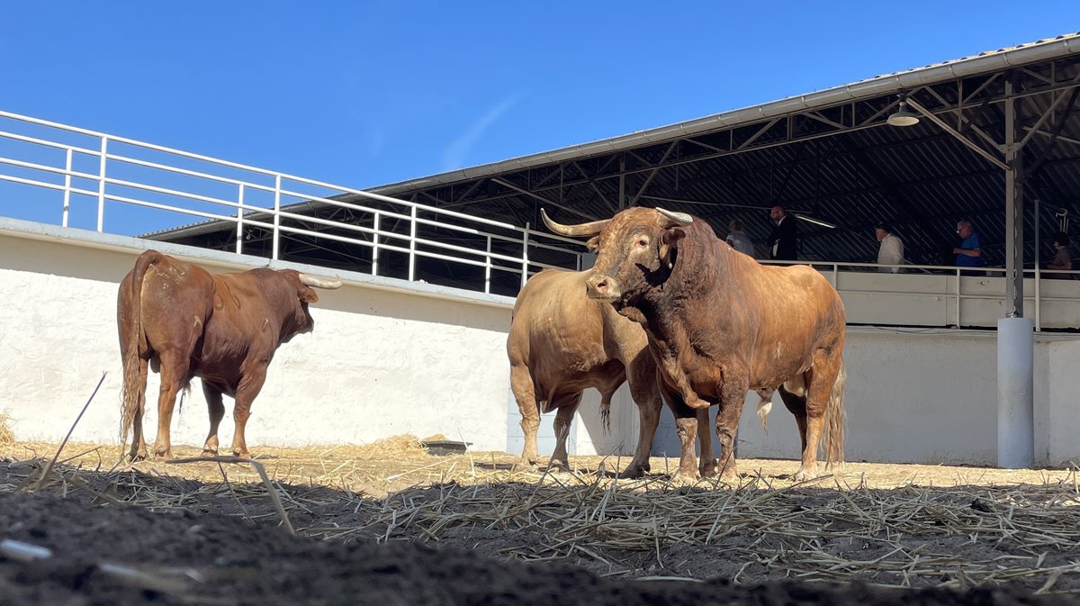 Présentation des toros de la feria des Vendanges 2026 (Photo Anthony Maurin)