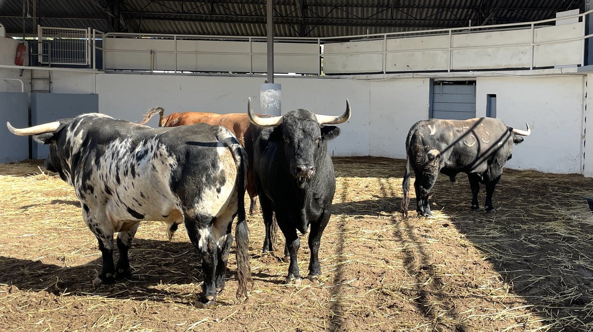 Présentation des toros de la feria des Vendanges 2026 (Photo Anthony Maurin)