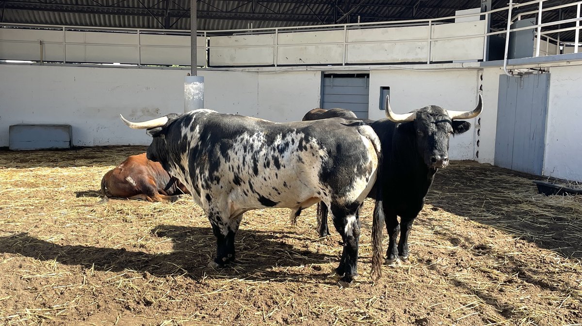 Présentation des toros de la feria des Vendanges 2026 (Photo Anthony Maurin)