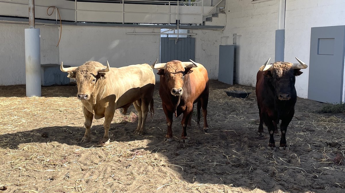 Présentation des toros de la feria des Vendanges 2026 (Photo Anthony Maurin)