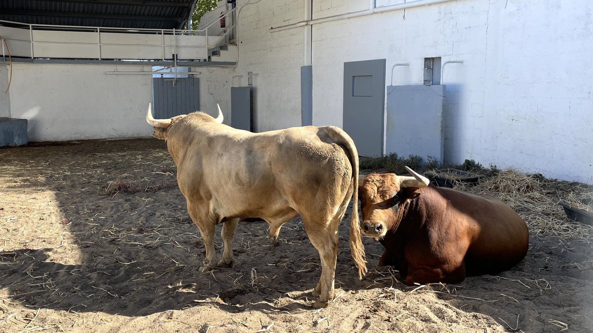 Présentation des toros de la feria des Vendanges 2026 (Photo Anthony Maurin)