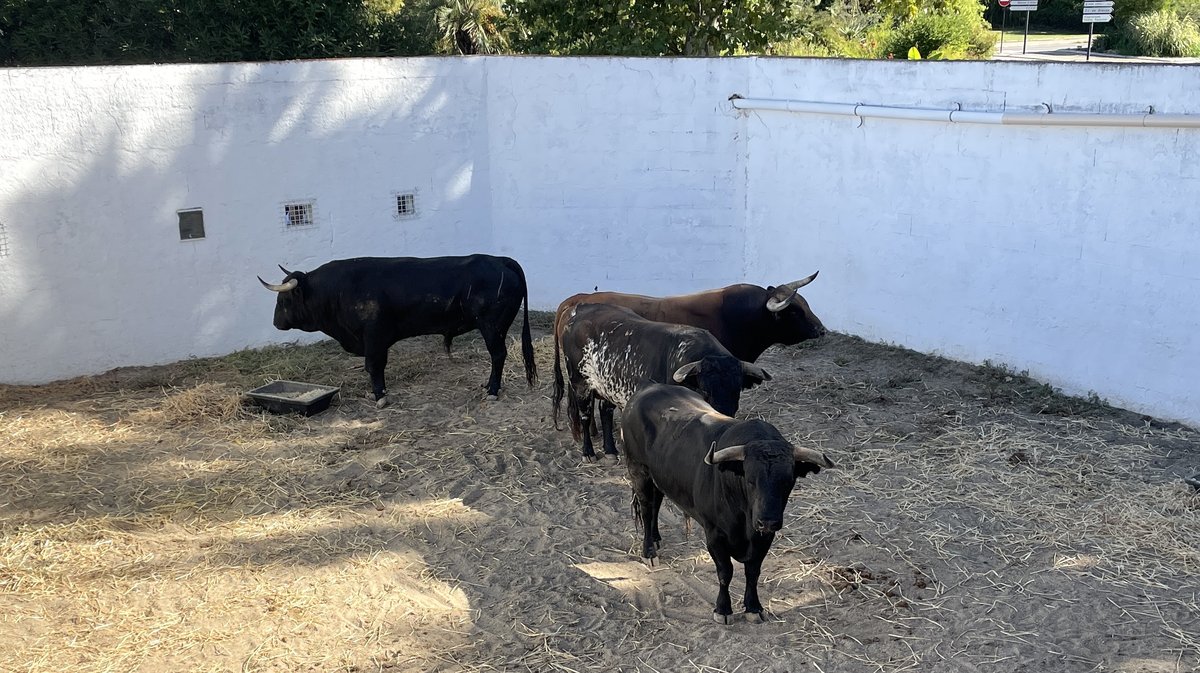 Présentation des toros de la feria des Vendanges 2026 (Photo Anthony Maurin)