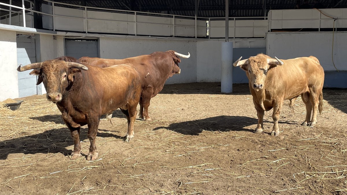 Présentation des toros de la feria des Vendanges 2026 (Photo Anthony Maurin)