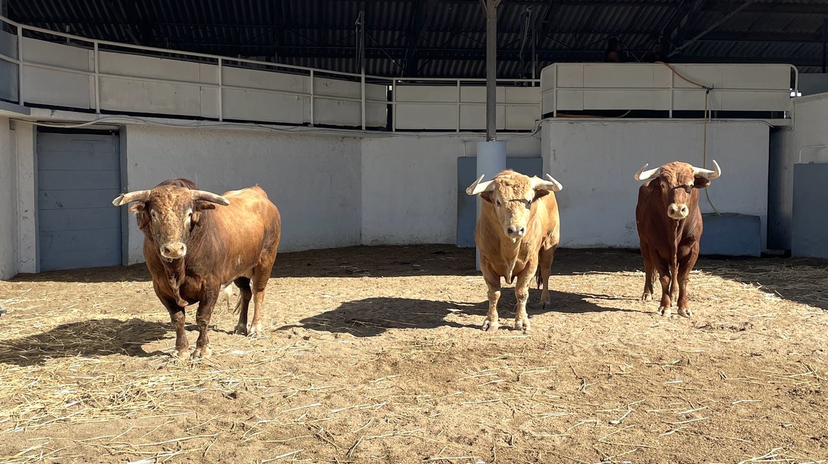 Présentation des toros de la feria des Vendanges 2026 (Photo Anthony Maurin)