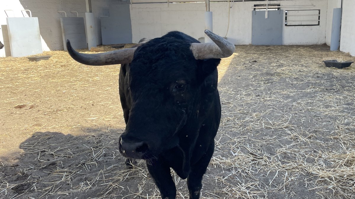 Présentation des toros de la feria des Vendanges 2026 (Photo Anthony Maurin)
