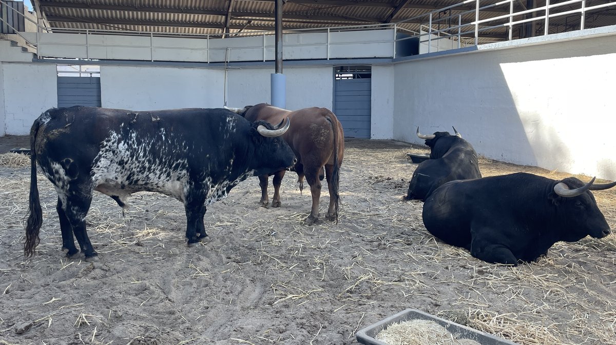 Présentation des toros de la feria des Vendanges 2026 (Photo Anthony Maurin)