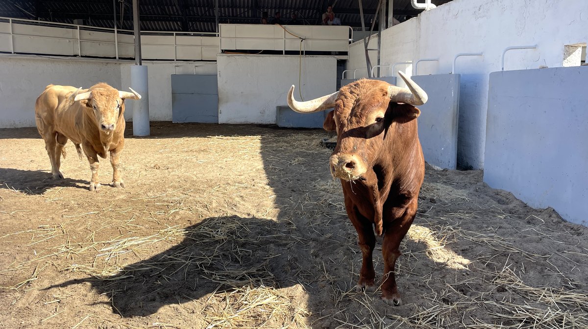 Présentation des toros de la feria des Vendanges 2026 (Photo Anthony Maurin)