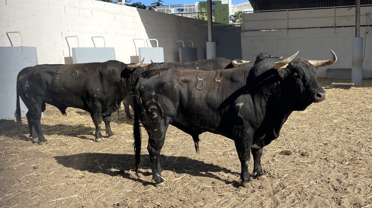 Présentation des toros de la feria des Vendanges 2026 (Photo Anthony Maurin)