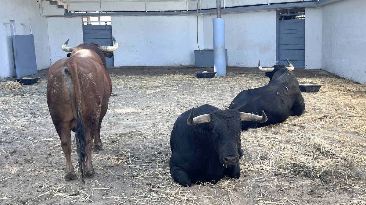 Présentation des toros de la feria des Vendanges 2026 (Photo Anthony Maurin)