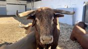Présentation des toros de la feria des Vendanges 2026 (Photo Anthony Maurin)