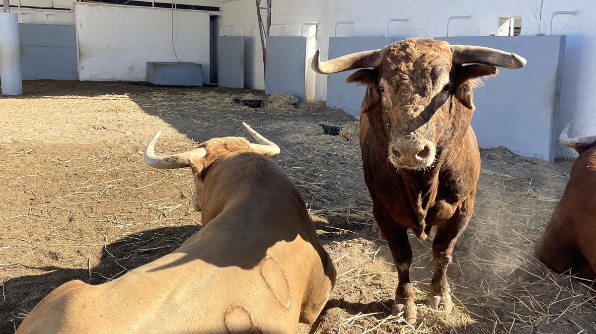 Présentation des toros de la feria des Vendanges 2026 (Photo Anthony Maurin)