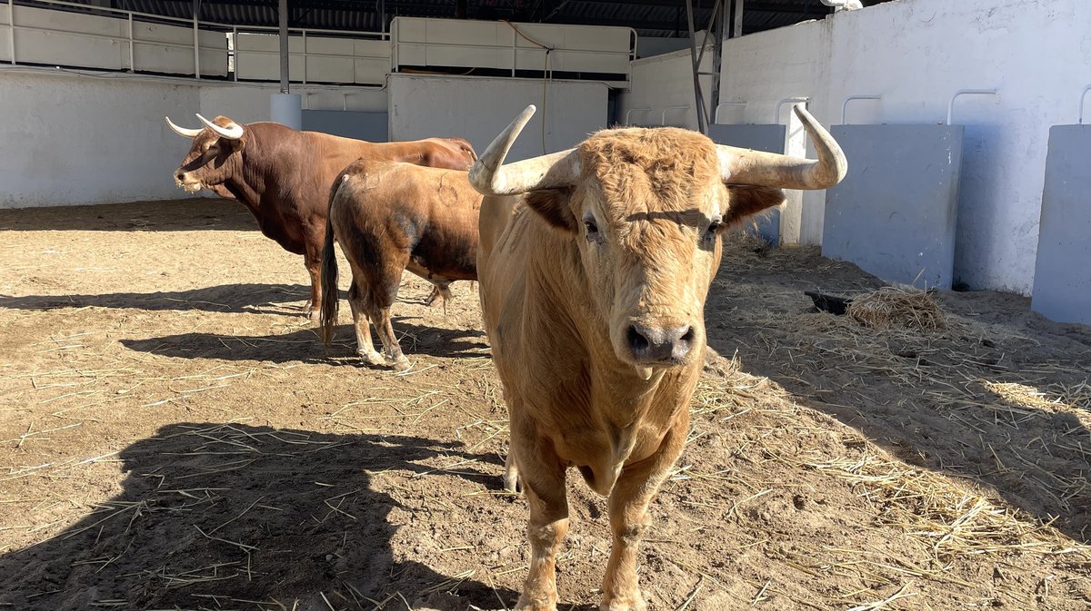 Présentation des toros de la feria des Vendanges 2026 (Photo Anthony Maurin)