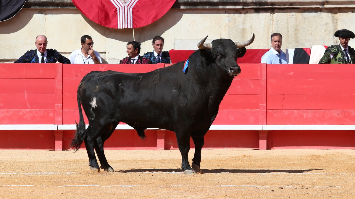 Novillada des Hermanos Sandoval pour Mario Vilau, Victor et Manuel Quintana (Photo Anthony Maurin)