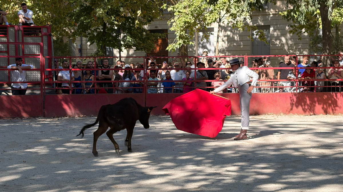 Becerrada avec la manade Joubert de Caissargues.