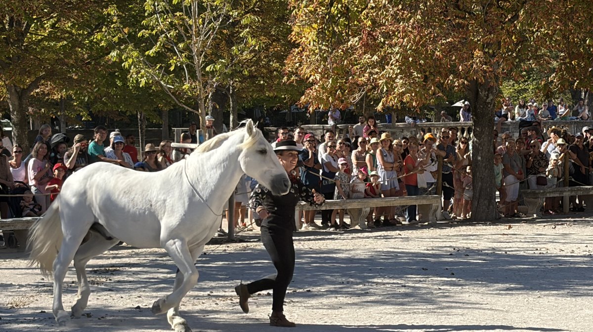 Feria des vendanges 2026