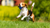 Chien