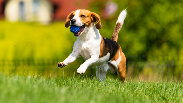 Chien