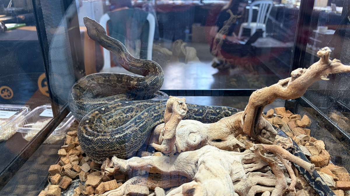 Les Reptiliades 2026
