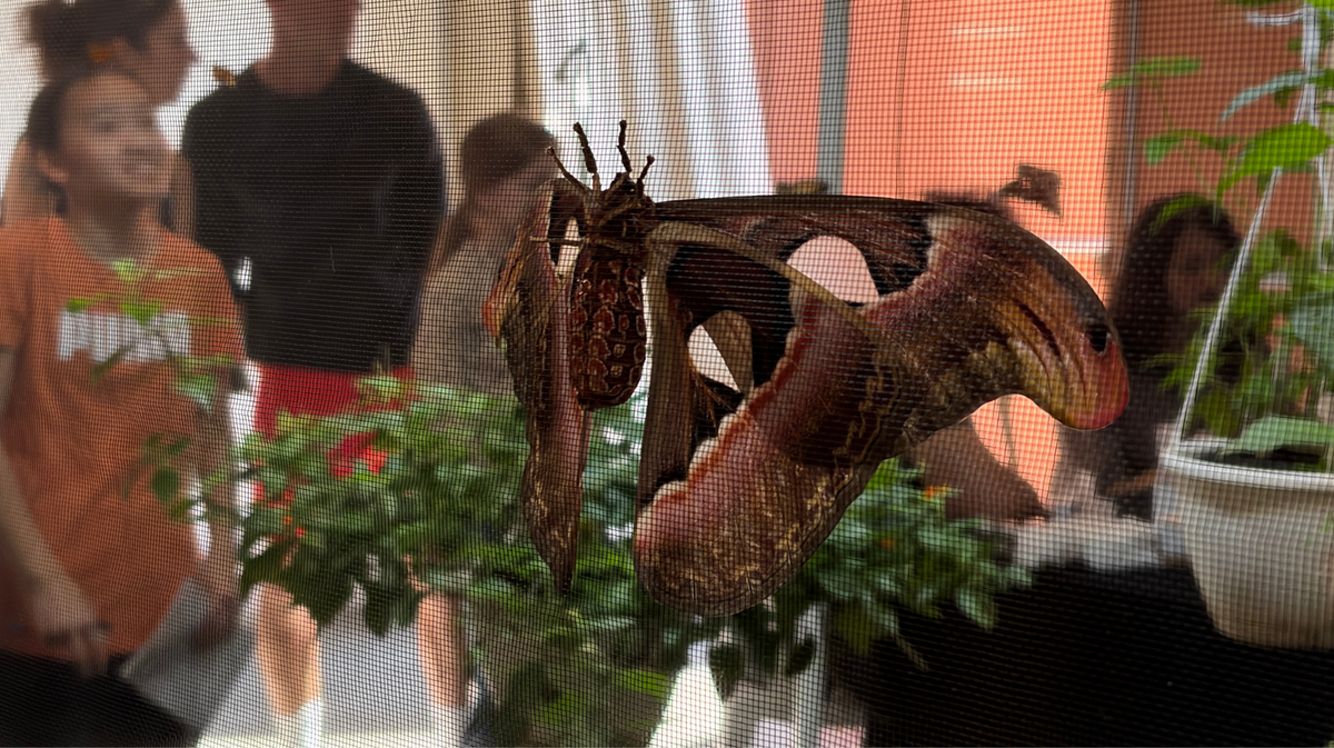 Les Reptiliades 2026